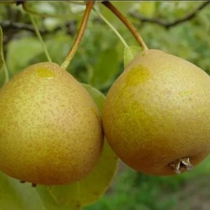 Груша Башкирская Летняя