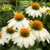 Саженцы эхинацеи пурпурной Белый лебедь (White Swan) -  5 шт.: фото и описание