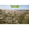 Саженцы ковыля Байкальский -  5 шт.: фото и описание
