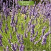 Саженцы лавандина Феноменал (Phenomenal) -  5 шт.: фото и описание