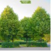 Саженцы липы Сибирская 100-150 см -  5 шт.: фото и описание