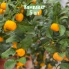 Саженцы Мандарина Кераджи - 5 шт.: фото и описание