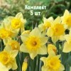 Нарцисс Карлтон - 5 шт.: фото и описание