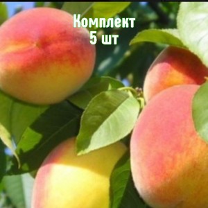 Комплект 5шт / Персик Советский