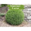 Саженцы самшита вечнозелёный Маргината (Marginata) -  5 шт.: фото и описание