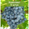 Саженцы винограда Муромец (Ранний/Черный) -  5 шт.: фото и описание