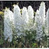 Корневище дельфиниума Мэджик Фонтейнс Пьюр Вайт (Magic Fountains Pure White): фото и описание