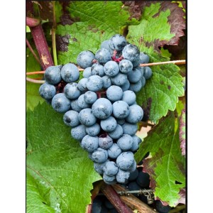 Виноград Голубок