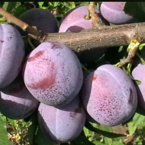 Слива Кубанская Легенда